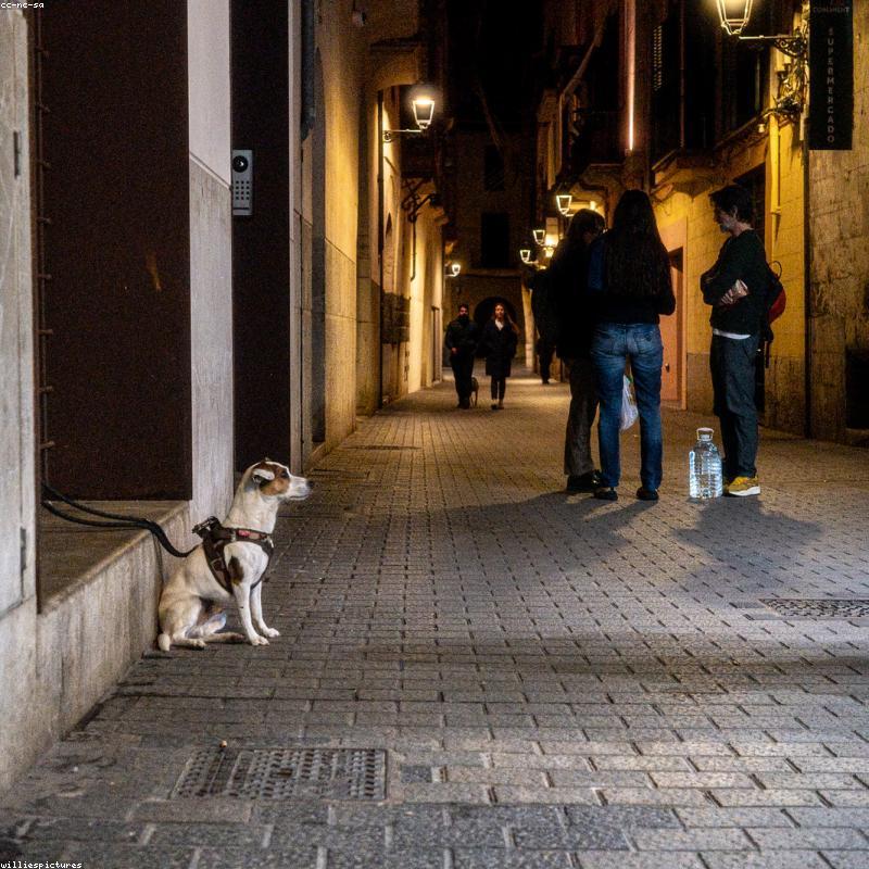 Perrito rescatado mirando a cámara
